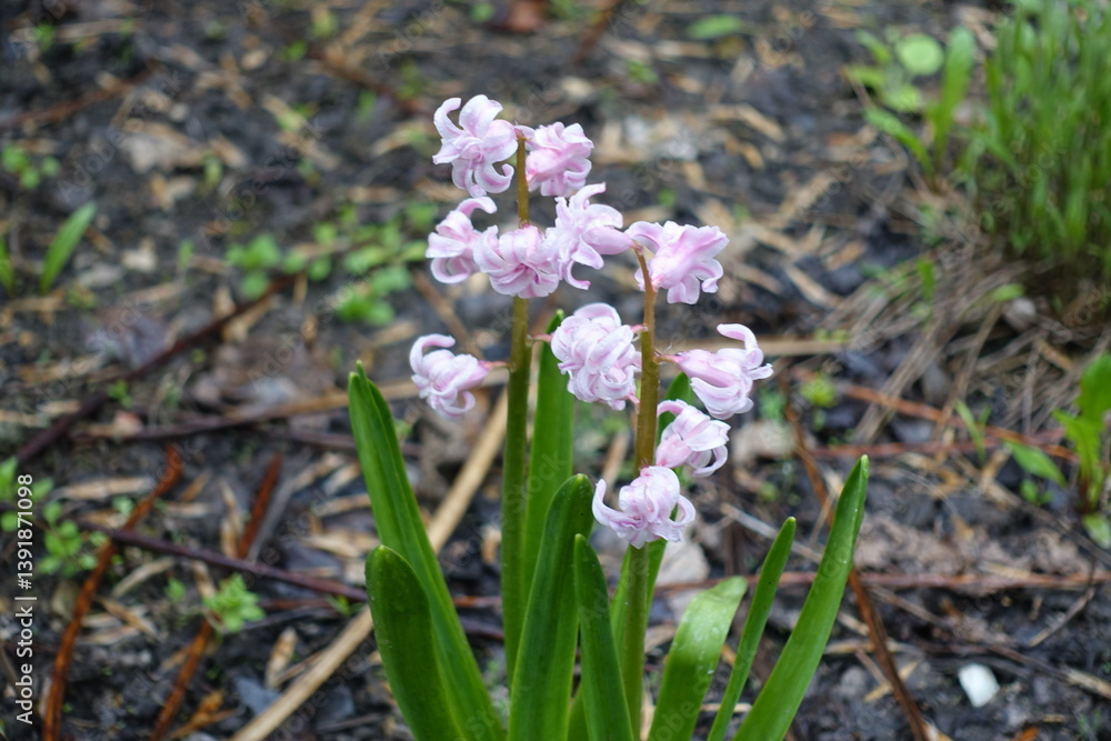 Closeup of light pink flowers of double hyacinth in April