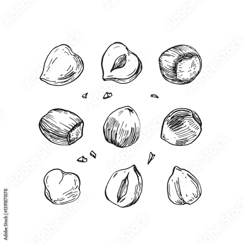 Hazelnuts collection of hand drawn ink vector illustrations. Whole and cut hazelnut kernels and nuts in shell. Set of objects for label design