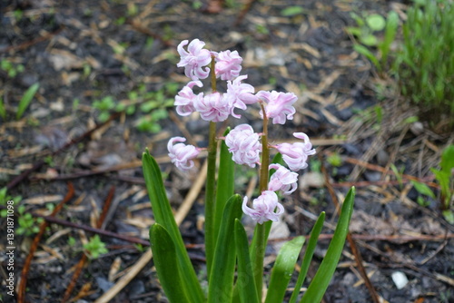Obraz na płótnie Closeup of light pink flowers of double hyacinth in April w salonie