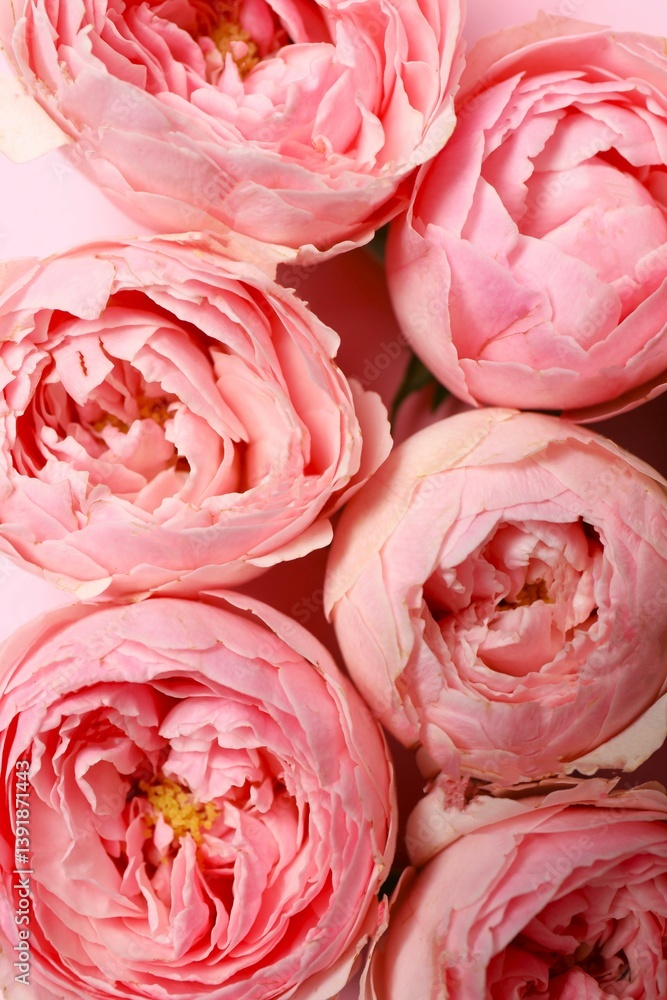 Beautiful pink peony roses as a background Beautiful pink peony roses as a background