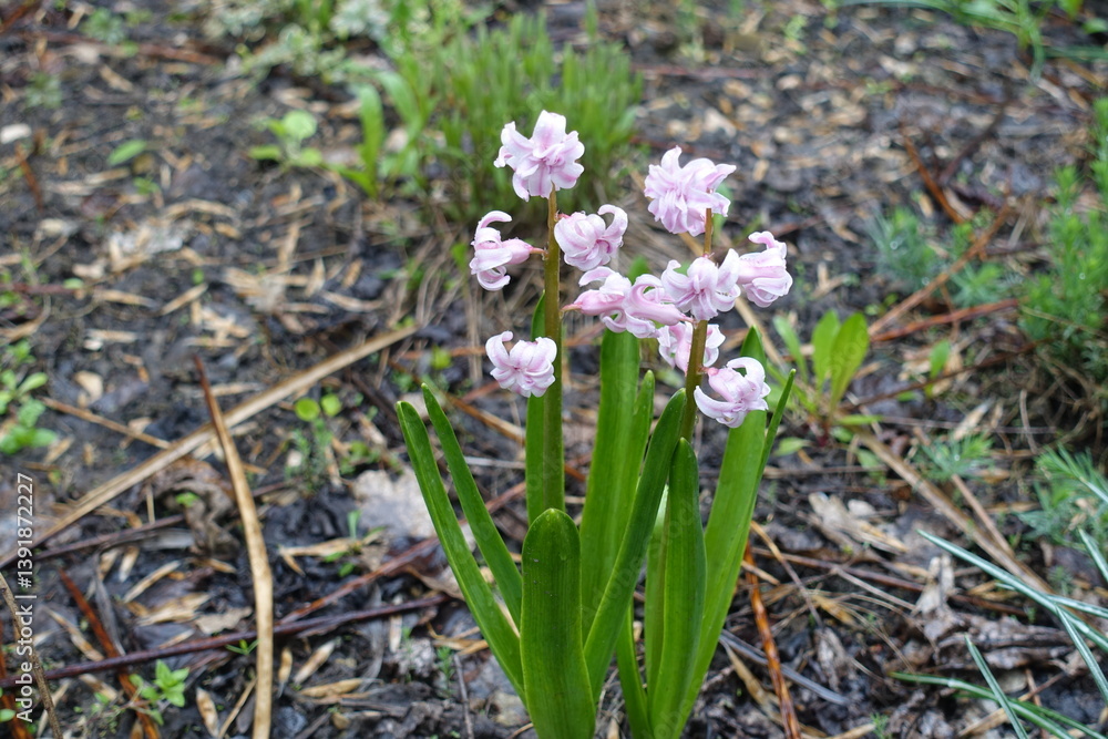 Pastel pink flowers of double hyacinths in April