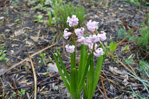 Obraz na płótnie Pastel pink flowers of double hyacinths in April w salonie