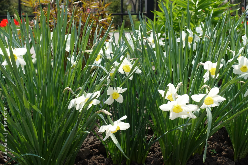 Foliage and white flowers of narcissus in April