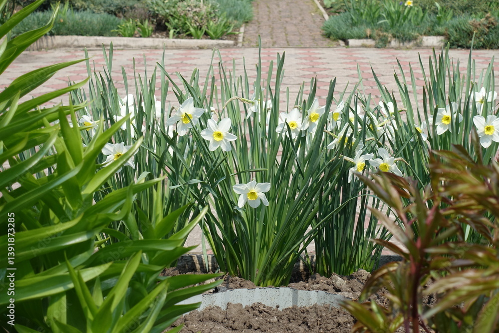 Flower border of white narcissus in the yard in April