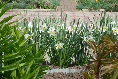 Obraz na płótnie Flower border of white narcissus in the yard in April w salonie
