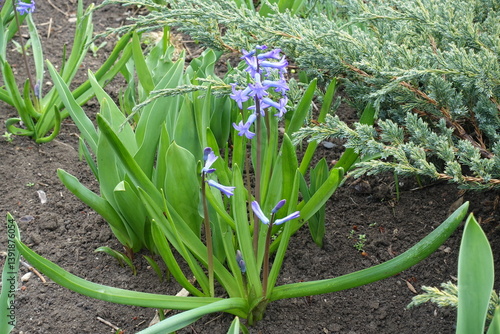 Spike of blue flowers of wild Hyacinthus orientalis in April