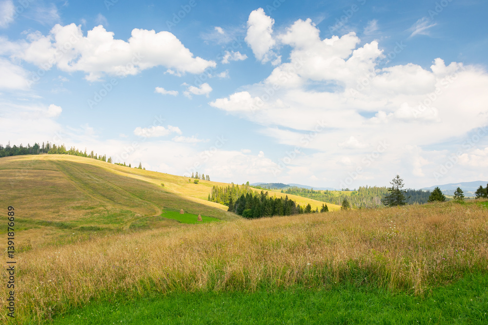 mountainous carpathian countryside landscape. grassy alpine meadow under a blue sky with fluffy clouds. forest on a hill. outdoor adventure. summer vacations in highlands of ukraine on a sunny day