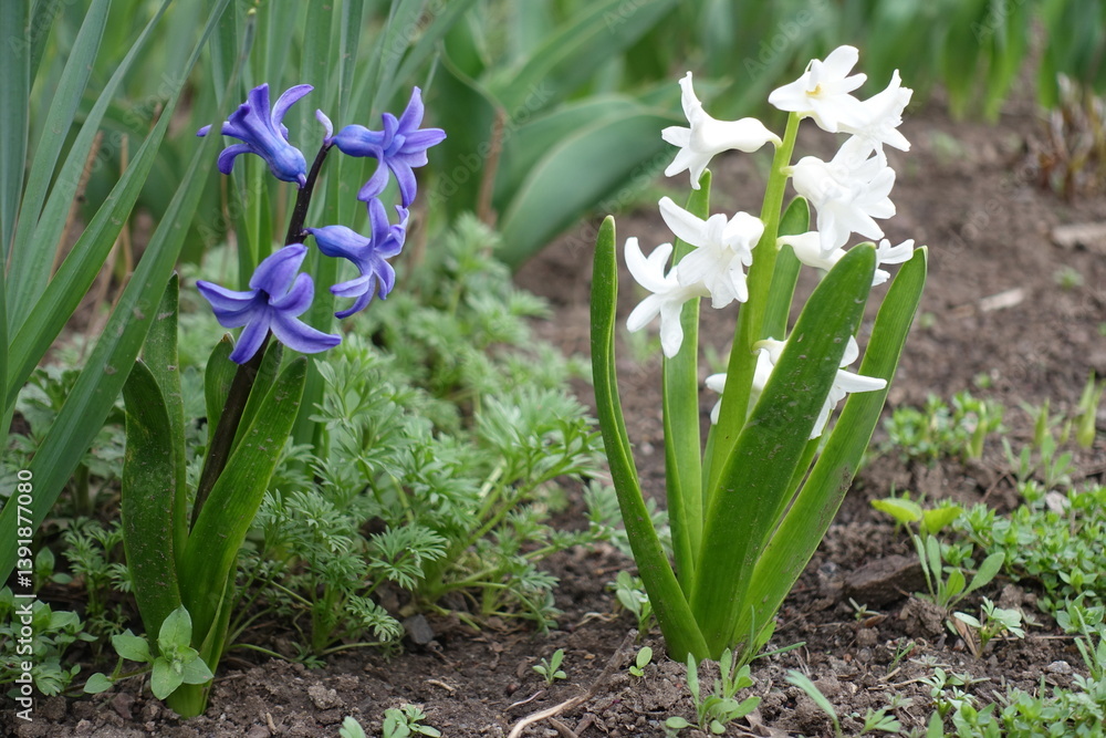 Closeup of blue and white flowers of hyacinths in mid April