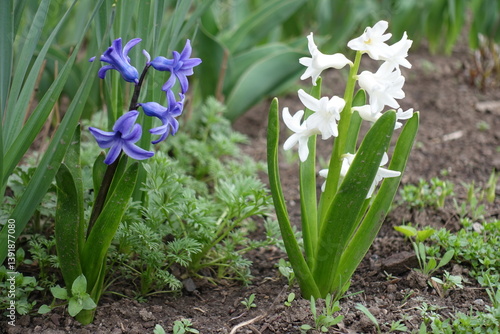 Obraz na płótnie Closeup of blue and white flowers of hyacinths in mid April w salonie