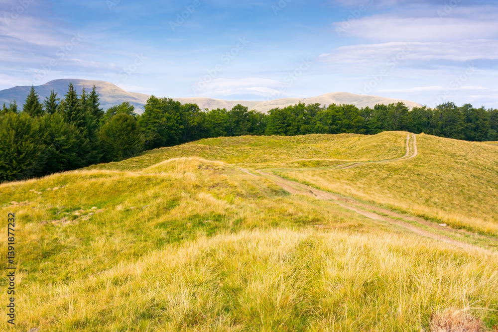 mountain landscape with beech trees along the dirt road uphill. wide meadow. late summer scenery with hill in yellow grass. primeval forest on the hillside. blue sky with clouds on a sunny evening