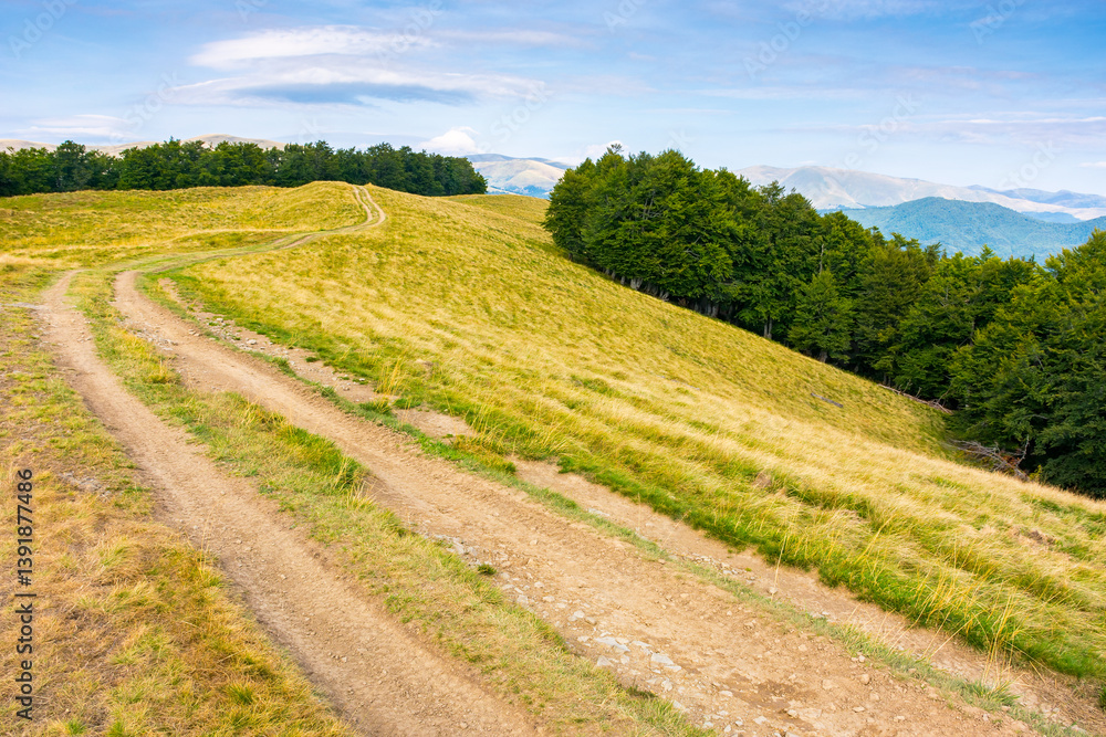 mountain landscape with beech trees along the dirt road uphill. alpine environment. late summer scenery with hill in yellow grass. primeval forest on hillside. blue sky with clouds on a sunny evening