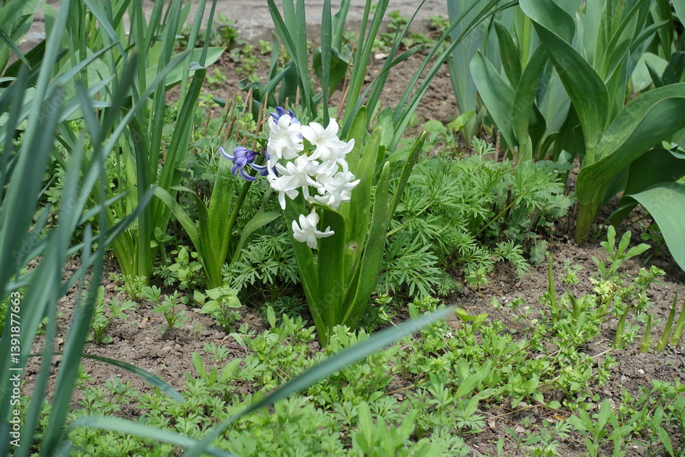 White and blue flowers of hyacinths in April