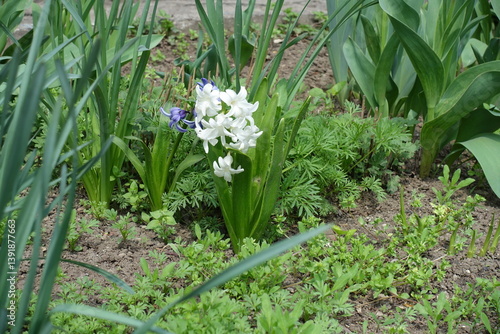 Obraz na płótnie White and blue flowers of hyacinths in April w salonie