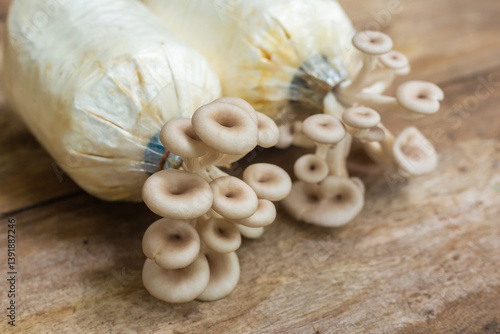 Oyster Mushroom and Mushroom cubes (Phoenix Mushroom, Lung Oyster Mushroom) prefers in warm and moist weather while it can grow on cottonwood. It’s a good choice of food for vegetarian.
