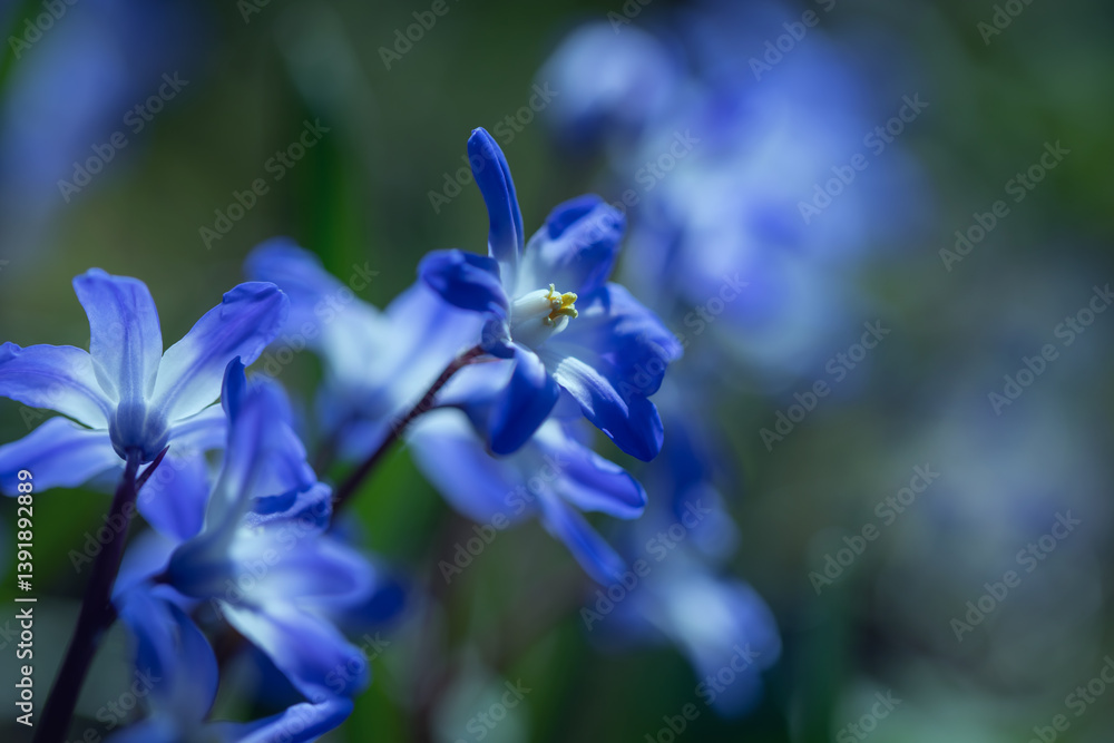 Śnieżnik (Chionodoxa Boiss.) Niebieski drobny kwiat kwitnący wiosną w ogrodzie. Glory of the snow