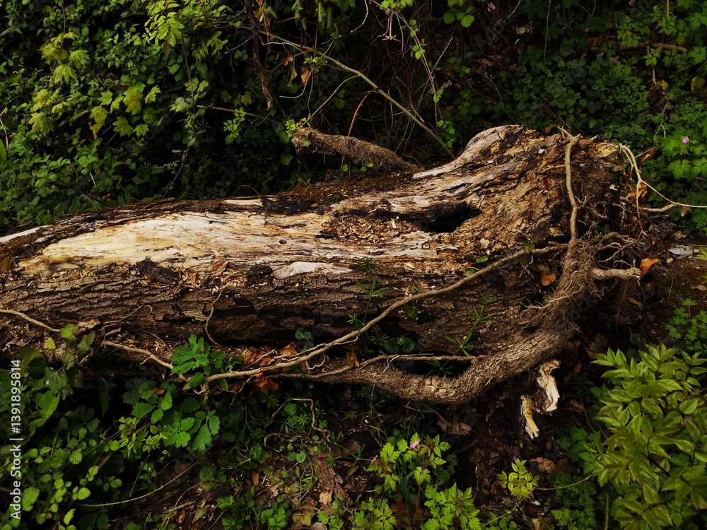 Obraz premium tree roots in the forest