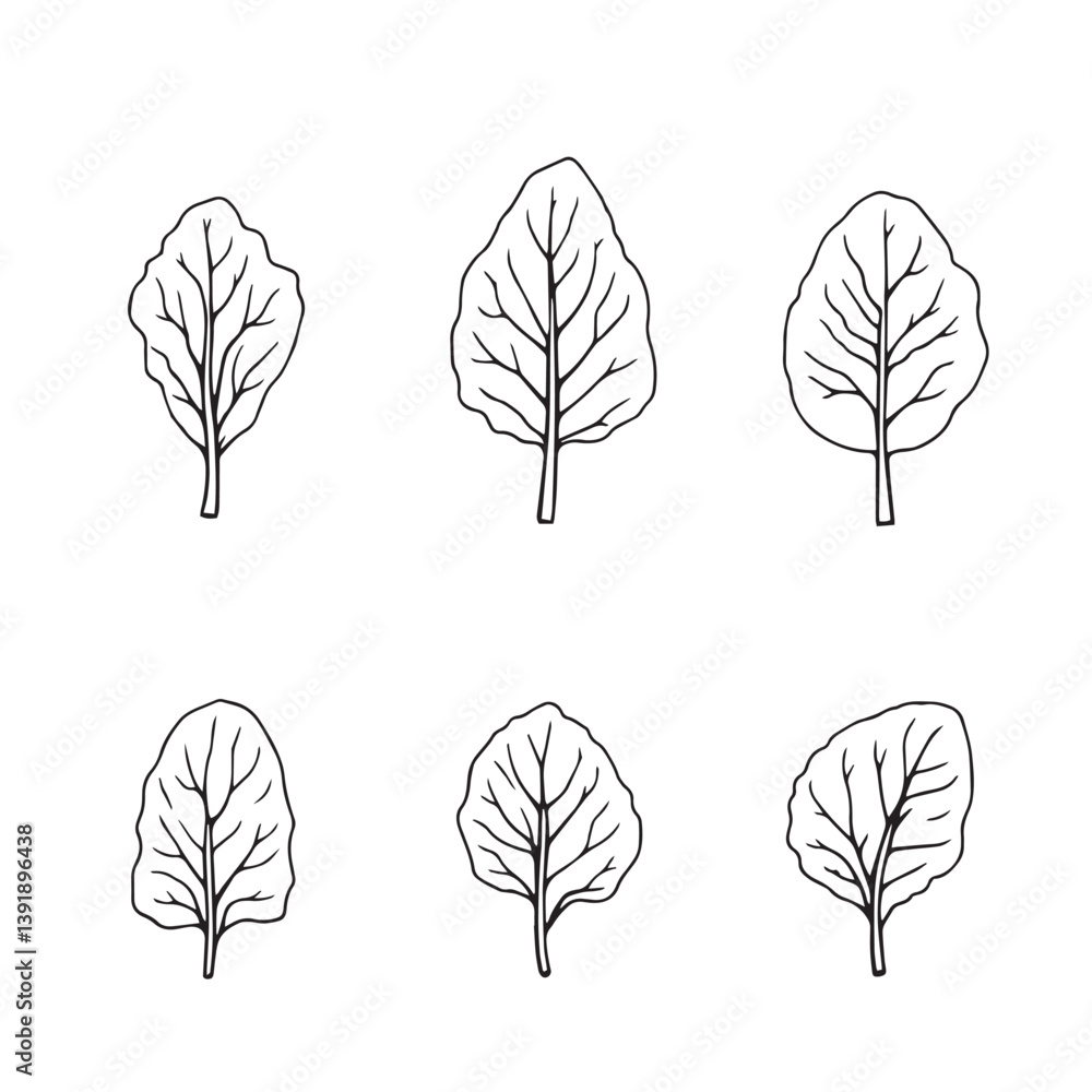Fototapeta premium Green Spinach Leaf Line Art for Modern Graphics