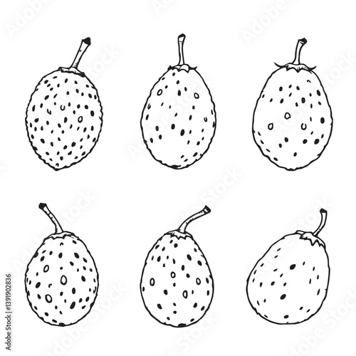  Minimalist Sapodilla Vector Line Art for Graphics