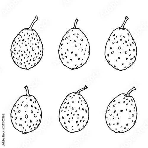 Modern Sapodilla Vector Line Art for Illustration