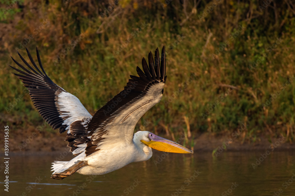 Majestic Great White Pelican in Flight at Little Rann of Kutch, Gujarat