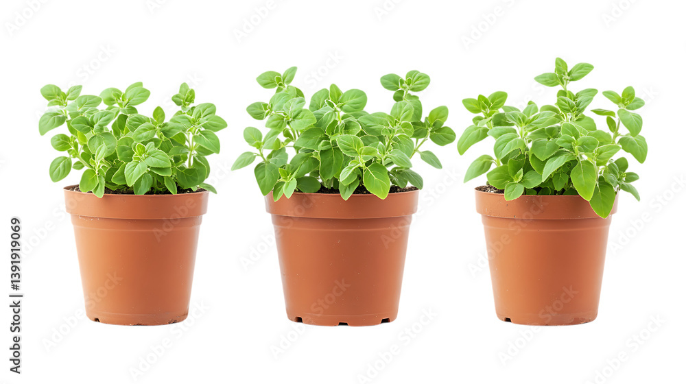Pack of Marjoram Plants Set Against Transparent Background for Herbal, Culinary, or Home Gardening Design Projects Pack of Marjoram Plants Set Against Transparent Background for Herbal, Culinary, or Home Gardening Design Projects