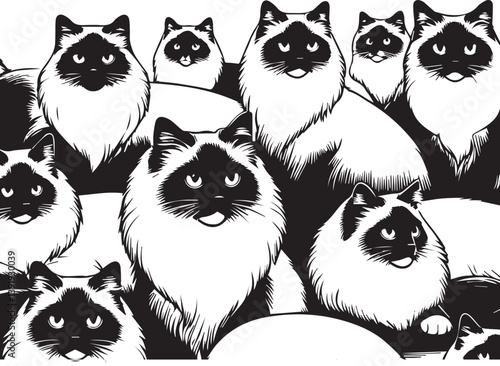 Black and White Ragdoll Cat Vector