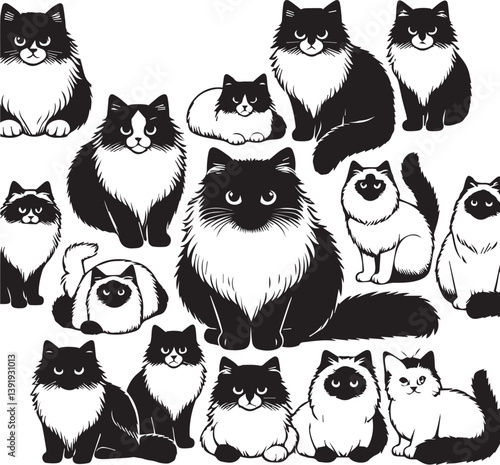 Black and White Ragdoll Cat Vector