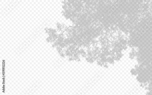 Shadow overlay from a pine tree branch isolated on a transparent background.