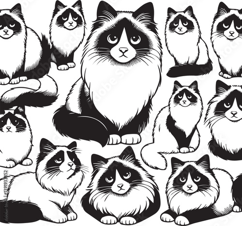 Black and White Ragdoll Cat Vector