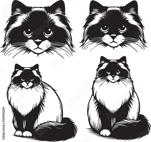 Black and White Ragdoll Cat Vector