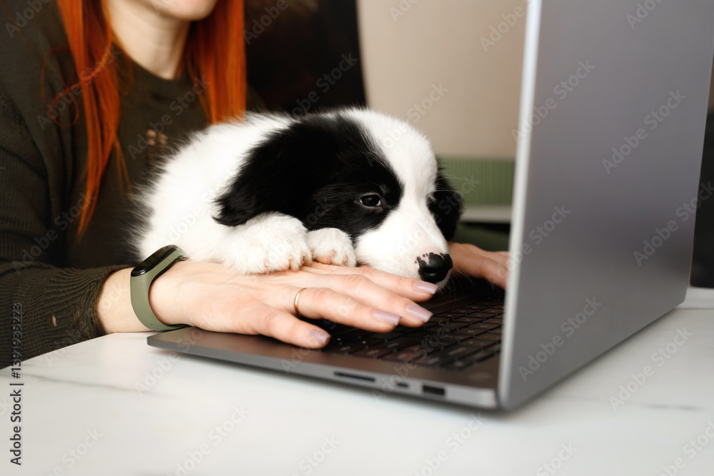 Happy black and white border collie dog puppy sitting on the hands on a white table with the owner in a green sweater near a grey laptop in the cafe on a sunny working day Happy black and white border collie dog puppy sitting on the hands on a white table with the owner in a green sweater near a grey laptop in the cafe on a sunny working day