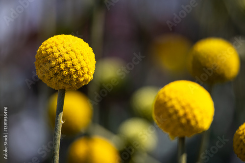 Colorful Flower - Symbol for Spring and Blossom