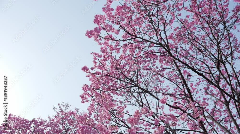 Chickadees tasting cherry flower honey, spring scenery Chickadees tasting cherry flower honey, spring scenery