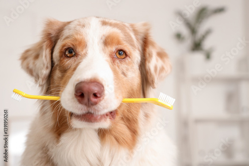 Cute Australian Shepherd do...