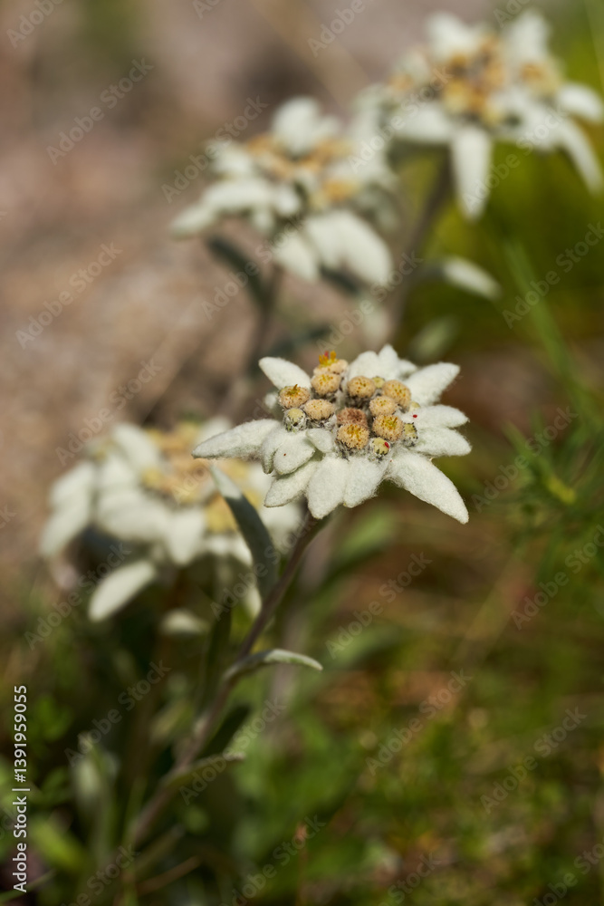 Blowing Edelweiss flower in alpine meadow