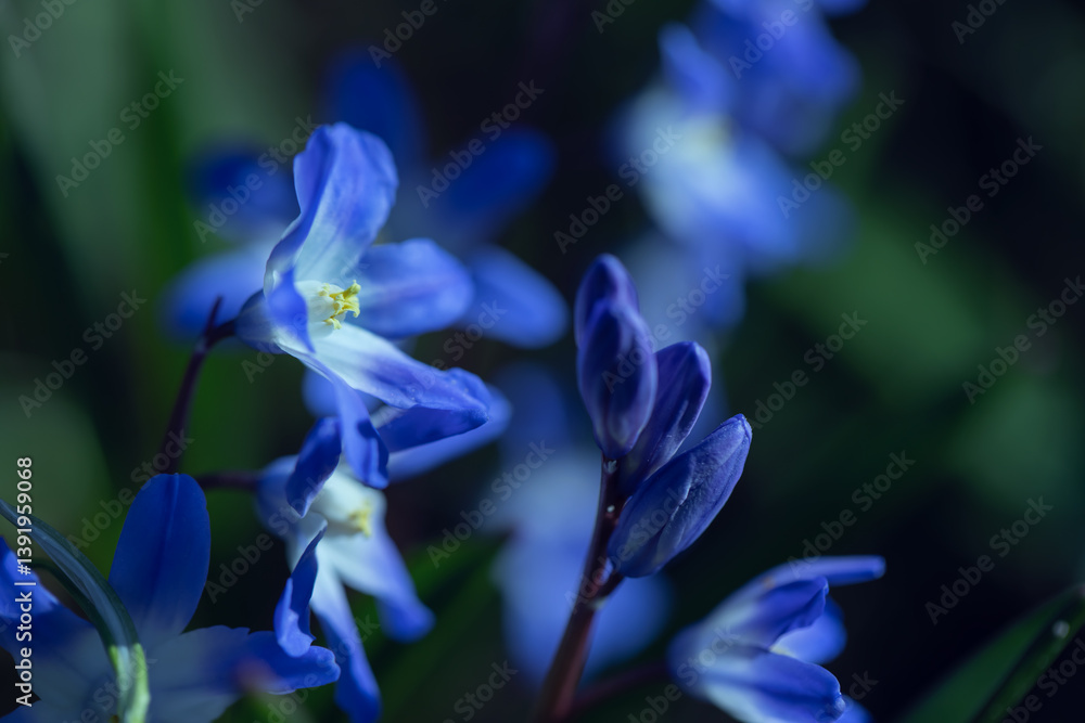 Śnieżnik (Chionodoxa Boiss.) Niebieski drobny kwiat kwitnący wiosną w ogrodzie. Glory of the snow