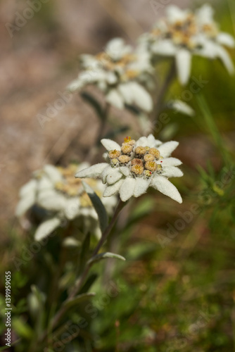 Obraz na płótnie Blowing Edelweiss flower in alpine meadow w salonie