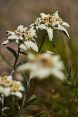 Obraz na płótnie Blowing Edelweiss flower in alpine meadow w salonie