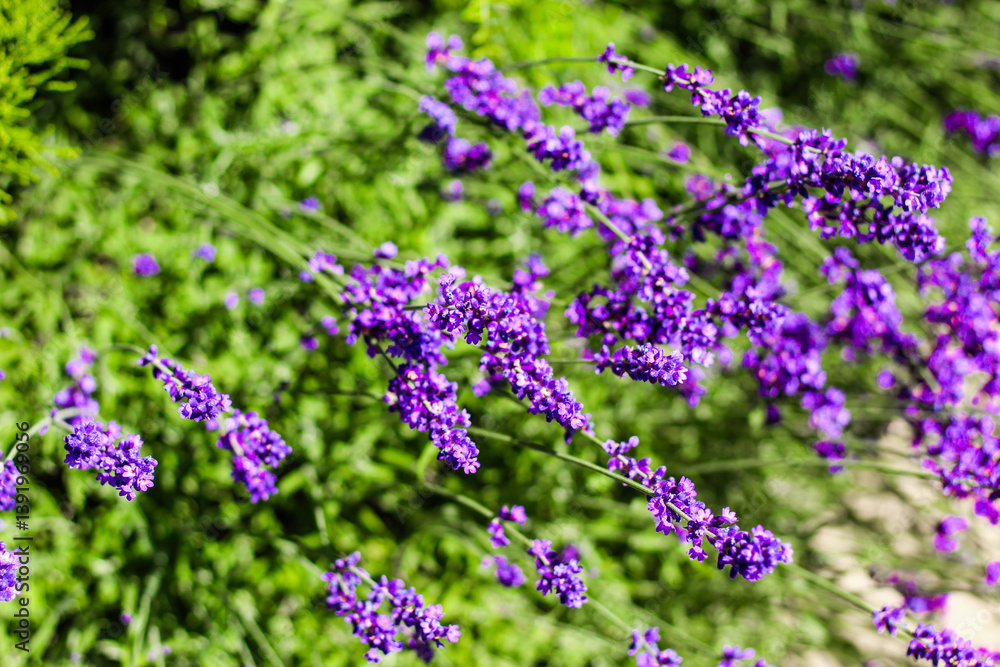 Fototapeta premium Purple lavender bushes close up