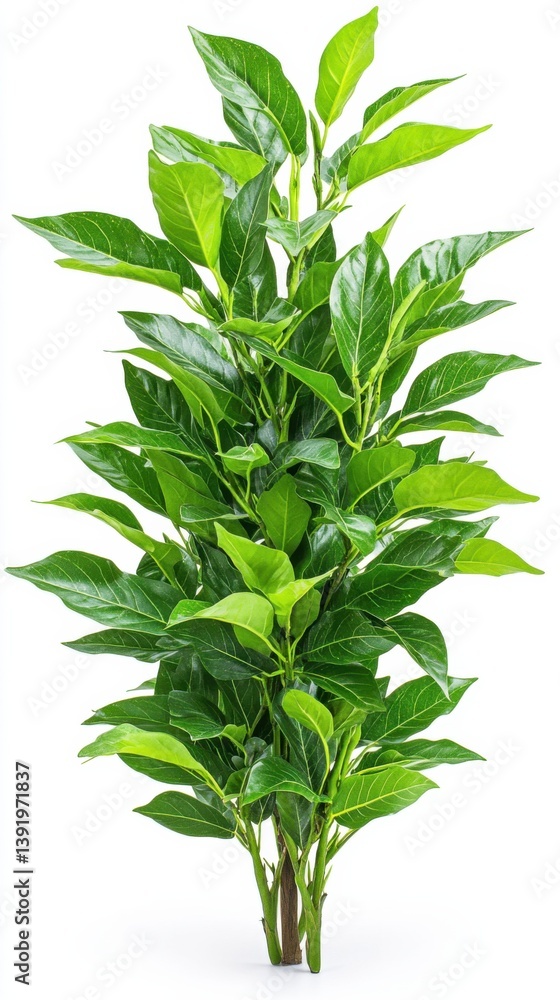 Fototapeta premium A vibrant young avocado tree showcases its lush dark green leaves against a stark white background perfectly illustrating its healthy growth and vibrant foliage in a detailed
