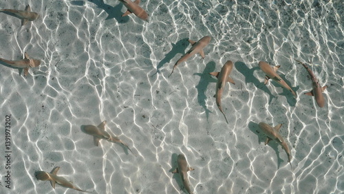 Photography Big group of sharks swim in clear, shallow water