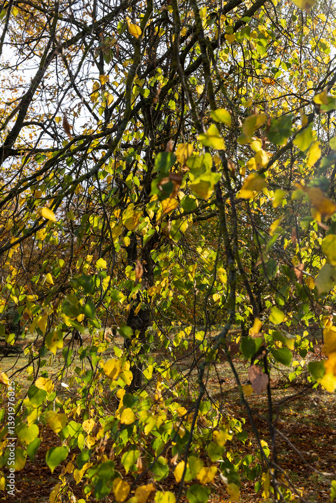 a linden in autumn, a park with deciduous linden trees at sunset in autumn, close up, side view a linden in autumn, a park with deciduous linden trees at sunset in autumn, close up, side view