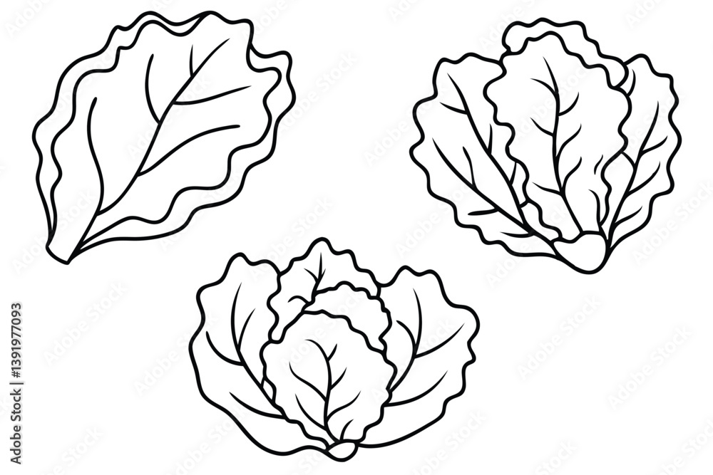 Lettuce Leaf Line Art Creative Design for Detailed Illustration Work Lettuce Leaf Line Art Creative Design for Detailed Illustration Work