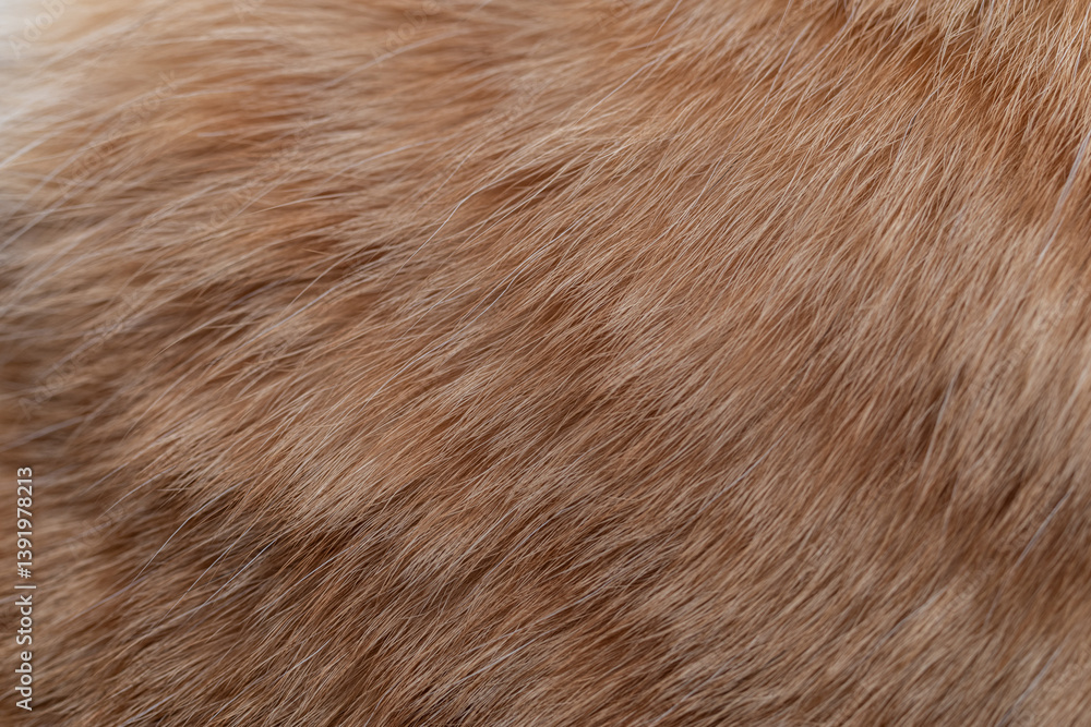 可愛い猫の毛並みをマクロレンズで撮影 可愛い猫の毛並みをマクロレンズで撮影