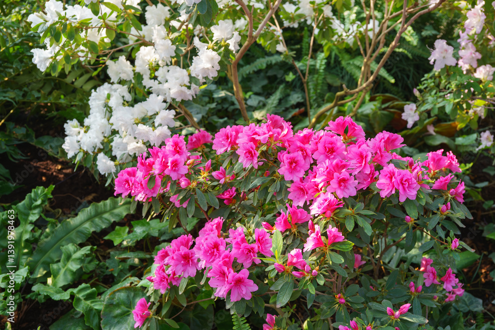 Pink and white japan Azalea Ericaceae bush in full bloom, rhododendron flower background. Evergreen decorative plant outdoor or in orangery in botanical garden. Gardeining, plant breeding Pink and white japan Azalea Ericaceae bush in full bloom, rhododendron flower background. Evergreen decorative plant outdoor or in orangery in botanical garden. Gardeining, plant breeding