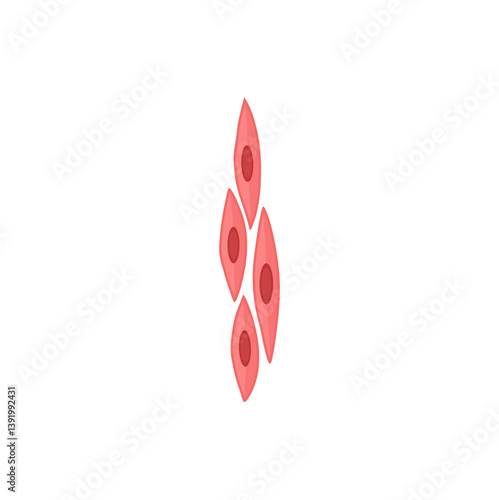 Smooth muscle tissue. Medical vector illustration.