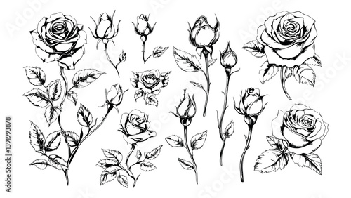 Roses botanical twigs etching vector collection. Blossom flower blooms garden prickles petals thorns florets decorative vegetation greenery, monochrome artwork isolated on backdrop
