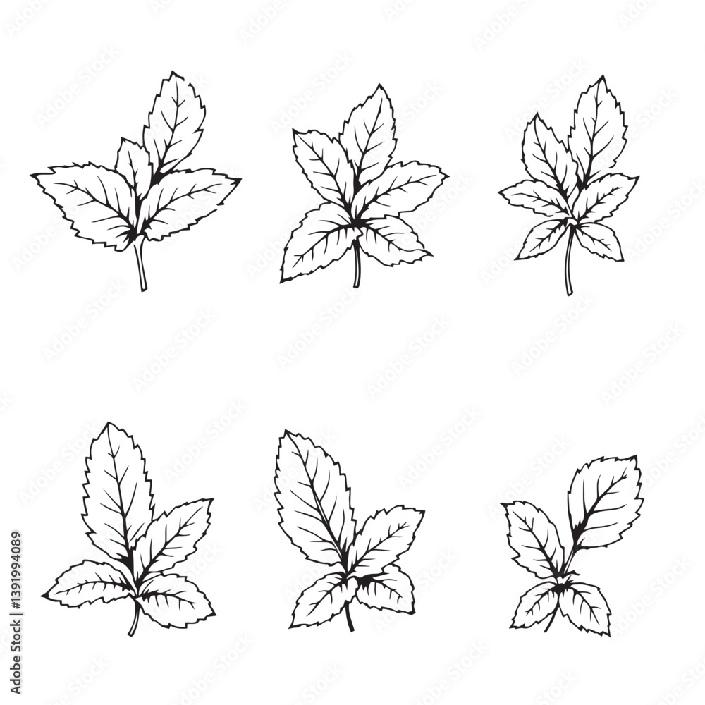 Obraz premium Elegant Mint Leaf Vector Line Art Design Idea