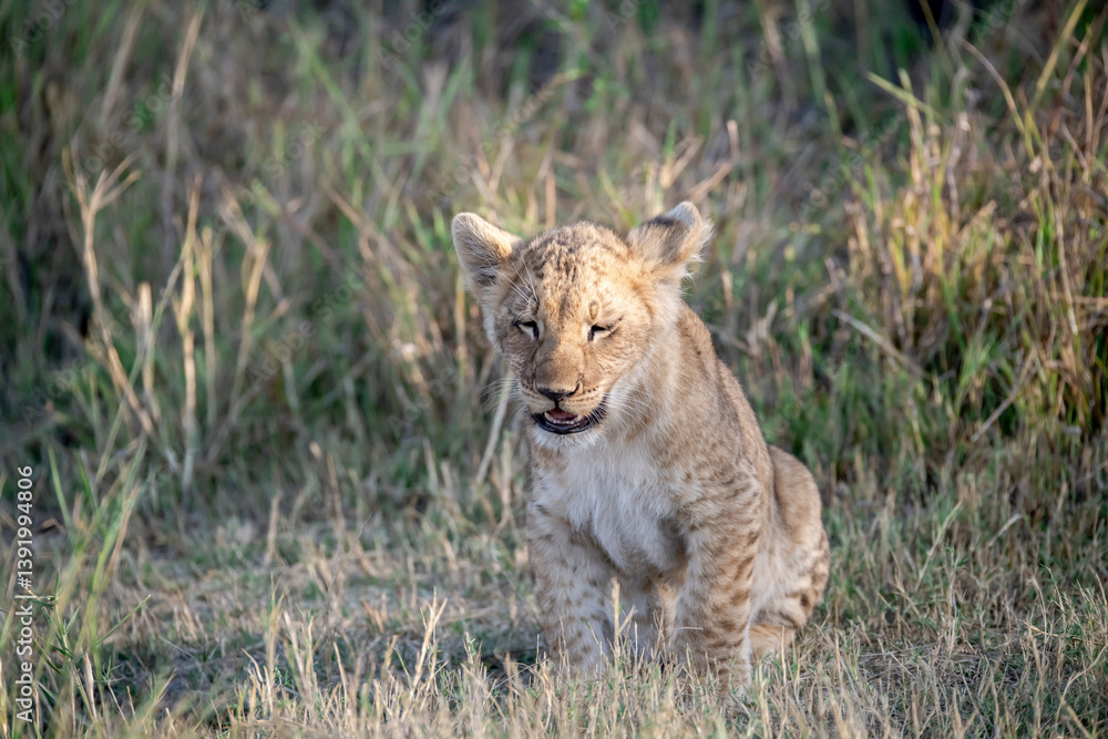 Obraz premium Lion Cubs Playing in Grass – Young African Wildlife in Savuti, Botswana