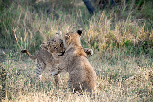 Lion Cubs Playing in Grass – Young African Wildlife in Savuti, Botswana